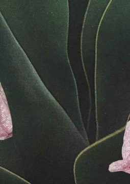 Сола Монова