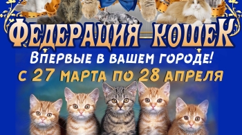 Выставка кошек