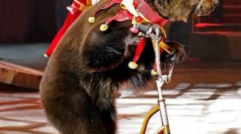 Львы в садах Ривенделла | Цирк