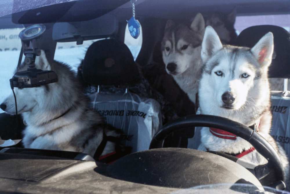 Как собака в машине влияет на стиль вождения