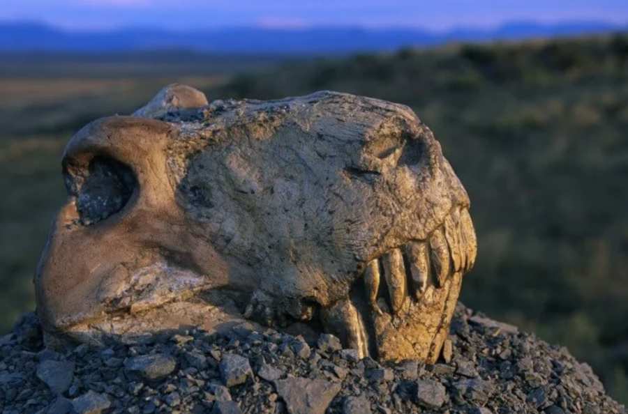 Из-за чего миллионы лет назад произошло массовое вымирание животных?