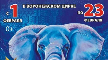 Шоу слонов | Большой Варшавский цирк