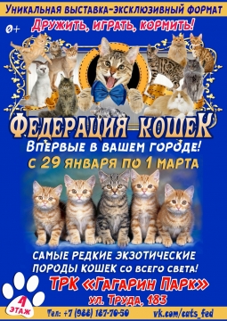 Выставка кошек