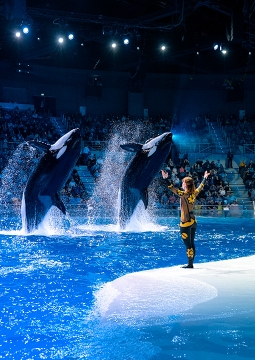Шоу воды