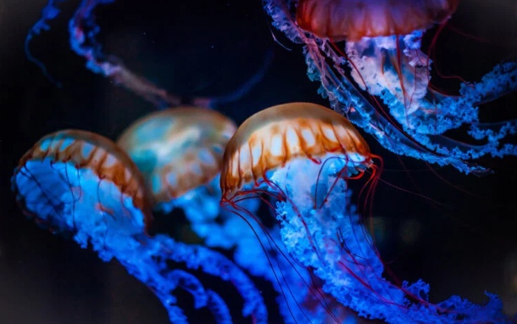 Ученые научились управлять движениями медуз. Но зачем это нужно?