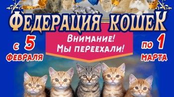 Выставка кошек