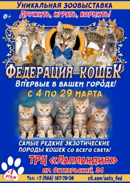 Выставка кошек