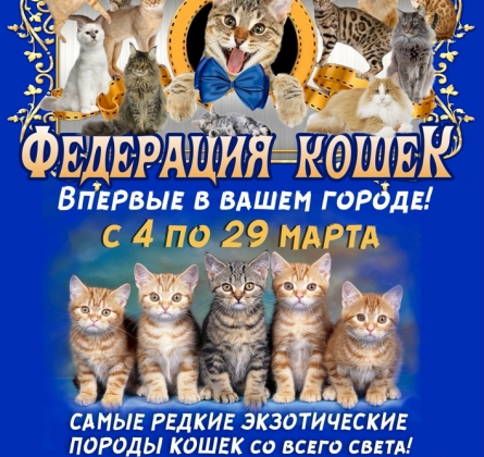 Выставка кошек