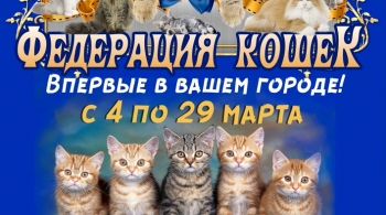 Выставка кошек