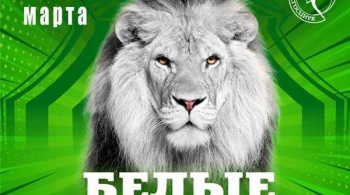 Цирк | Белые львы