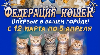 Выставка кошек