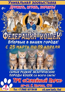 Выставка кошек