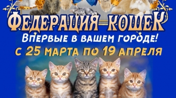 Выставка кошек