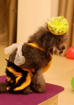 Шоу с дрессированными собачками