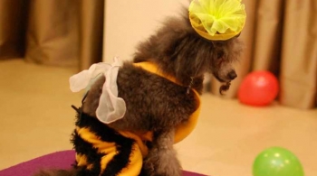 Шоу с дрессированными собачками