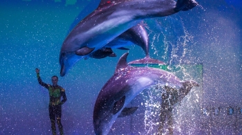 Созвездие Дельфиниус