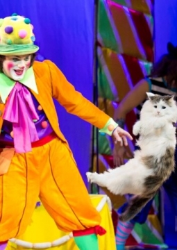 Страна кошландия | Московский театр кошек В.Куклачева