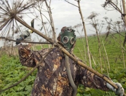 Почему борщевик вызывает ожоги и как их лечить