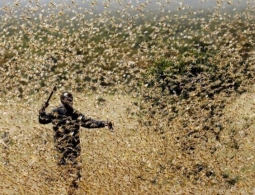 5 насекомых, которые вредят сельскому хозяйству и могут привести к голоду