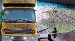 «Это просто жесть»: во что насекомые превращают машины в Белоруссии