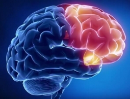 Почему мозг человека разогрет до 40 градусов