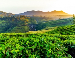 Секреты чайных плантаций: как создается самый популярный напиток