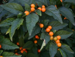 5 ядовитых растений России, которые можно перепутать со съедобными