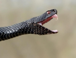 Как защититься от змей во время прогулки в лесу