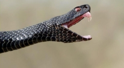 Как защититься от змей во время прогулки в лесу