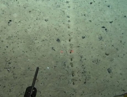 На дне океана найдены загадочные отверстия. Кто их сделал и зачем?