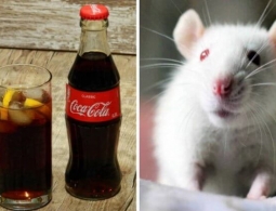 Кока-кола сделала мышей глупее. А как она влияет на людей?