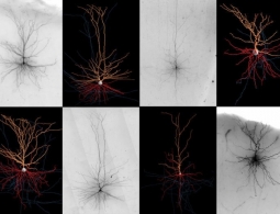 Какие мифы о мозге самые популярные и почему?