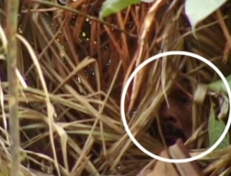 Как жил и умер последний человек из дикого племени Амазонки