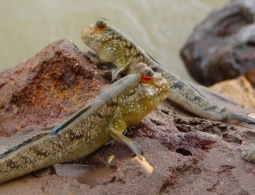 Прыгающие рыбы, которые живут на суше — правда или миф?