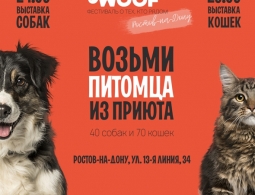 Фестиваль-выставка животных из приютов в Ростове-на-Дону