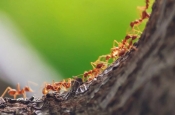 Согласно новой оценке, на планете насчитывается 20 квадриллионов муравьев