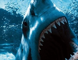 В Австралии выловили жуткую, неизвестную ранее акулу с человеческой улыбкой