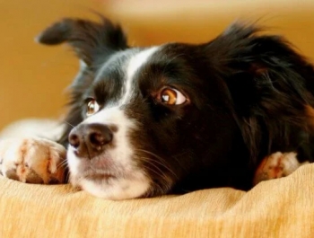 Собаки чувствуют стресс любого человека — что нас так сильно выдает?