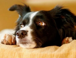 Собаки чувствуют стресс любого человека — что нас так сильно выдает?