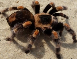 Насколько опасны пауки-птицееды и зачем им нужны волосы на теле