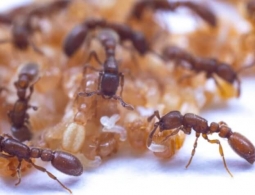 Муравьи опять поразили ученых — они способны давать молоко