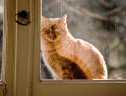 Генетики помогли уточнить время одомашнивания кошек