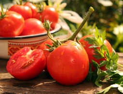 Почему нельзя есть помидоры каждый день: главные опасности для здоровья