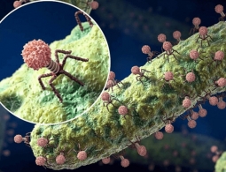 Что такое фаготерапия, и сможет ли она заменить антибиотики?