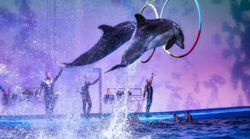 Вселенная Дельфинов