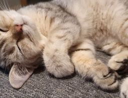 Почему коты любят валерьянку и кошачью мяту: в чем секрет