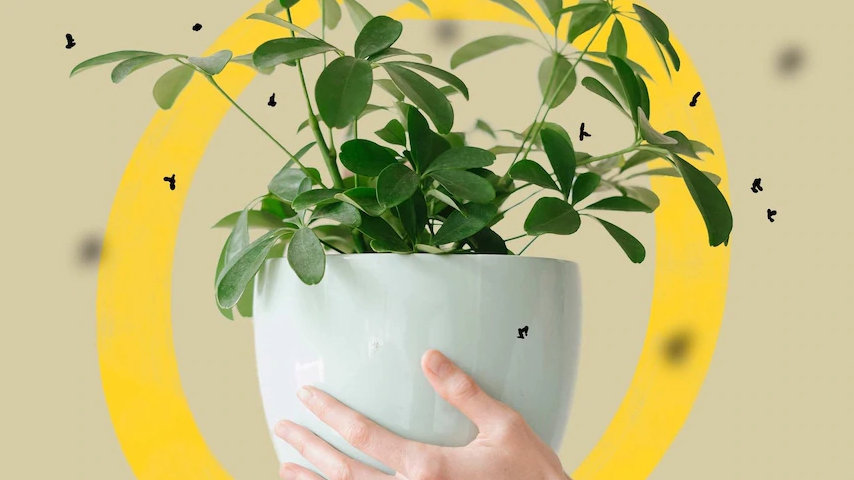 Как избавиться от мошек, которые летают вокруг ваших комнатных растений?