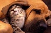 Что снится кошкам и собакам — ученые уже знают ответ