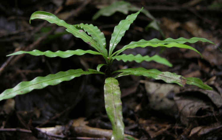 Растение-оборотень: зачем тропическая лиана время от времени превращается в хищника