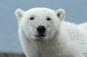 Белый медведь на самом деле чёрный? Исследование и объяснение феномена
